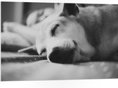 WallClassics - PVC Schuimplaat - Slapende Hond - Zwart Wit - 105x70 cm Foto op PVC Schuimplaat (Met Ophangsysteem)