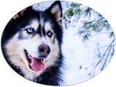 WallClassics - Dibond Ovaal - Prachtige Husky met Felle Ogen in de Sneeuw - 80x60 cm Foto op Ovaal (Met Ophangsysteem)