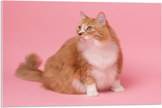 WallClassics - Acrylglas - Oranje Kat met Witte Vlek op Roze Achtergrond - 75x50 cm Foto op Acrylglas (Wanddecoratie op Acrylaat)