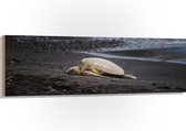 WallClassics - Hout - Schildpad liggend op het Strand - 150x50 cm - 9 mm dik - Foto op Hout (Met Ophangsysteem)