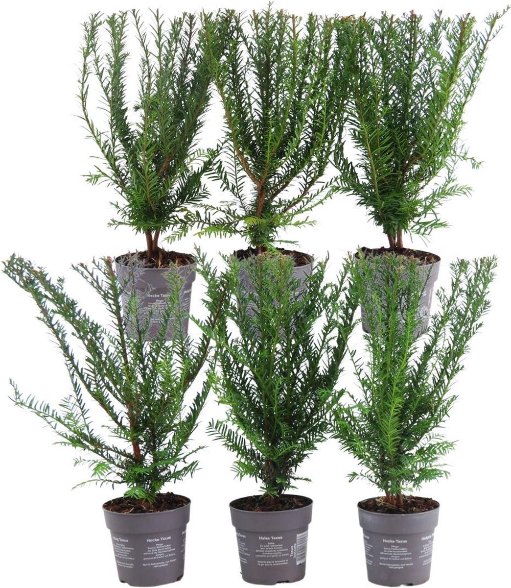 Plants by Frank | 6 Venijnboom | 6 x Taxus Baccata | 13 cm Ø | 25 cm ↨ | haagplanten | haag planten | winterharde haagplanten | Tuinplanten