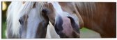 WallClassics - Dibond - Poserende Paarden voor Camera - 60x20 cm Foto op Aluminium (Wanddecoratie van metaal)