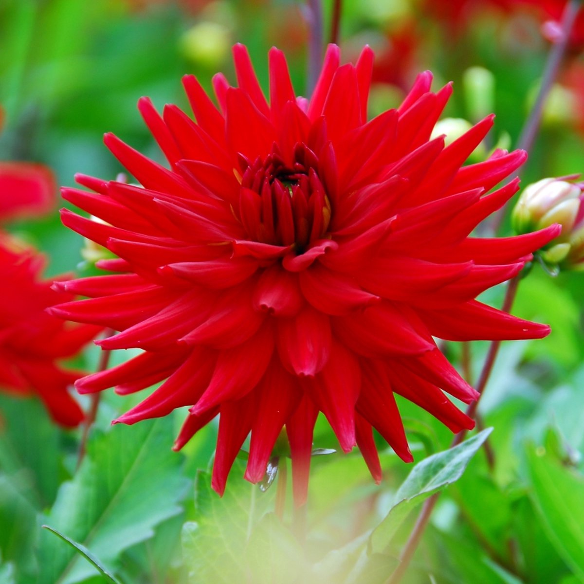 Dahlia Red Pygmy Top kwaliteit Dahliaknol 100 Bloeigarantie
