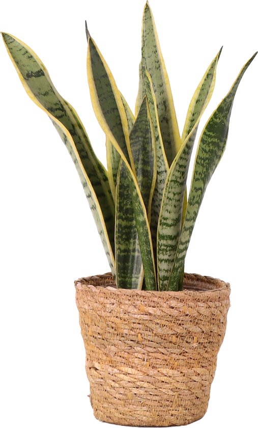 Sansevieria Langue De Femme Hauteur ± 40 Cm Dans Un Panier Tendance 