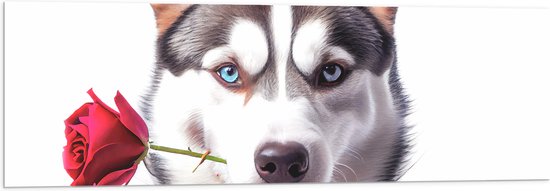 Acrylglas - Romantische Husky Hond met Roos tegen Witte Achtegrond - 120x40 cm Foto op Acrylglas (Wanddecoratie op Acrylaat)