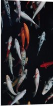 WallClassics - Plaque de Mousse PVC - Pêche Carpe Koi - 50x100 cm Photo sur Plaque de Mousse PVC