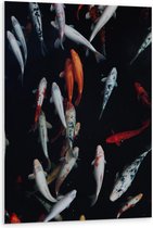 WallClassics - Plaque de Mousse PVC - Pêche Carpe Koi - 80x120 cm Photo sur Plaque de Mousse PVC