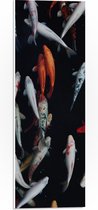WallClassics - Plaque de Mousse PVC - Pêche Carpe Koi - 20x60 cm Photo sur Plaque de Mousse PVC