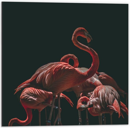 WallClassics - Dibond - Roze Flamingo's met Zwarte Achtergrond - 50x50 cm Foto op Aluminium (Met Ophangsysteem)