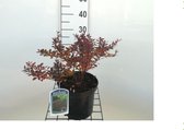 Berberis thunbergii 'Atropurpurea Nana' - Japanse zuurbes 20 - 25 cm in pot