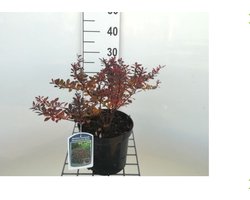 Berberis thunbergii 'Atropurpurea Nana' - Japanse zuurbes 20 - 25 cm in pot