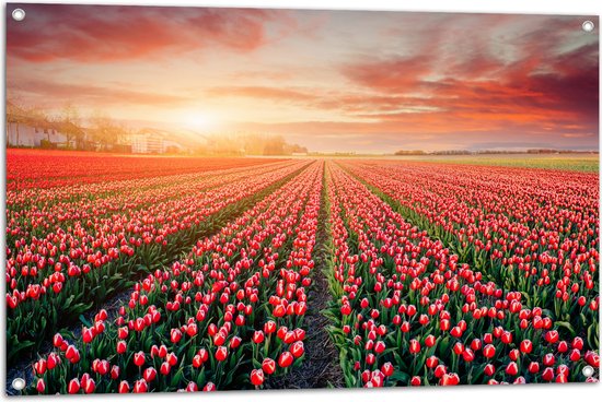 Tuinposter – Rijen Roodkleurige Tulpen in Bloemenveld in Nederland - 105x70 cm Foto op Tuinposter (wanddecoratie voor buiten en binnen)