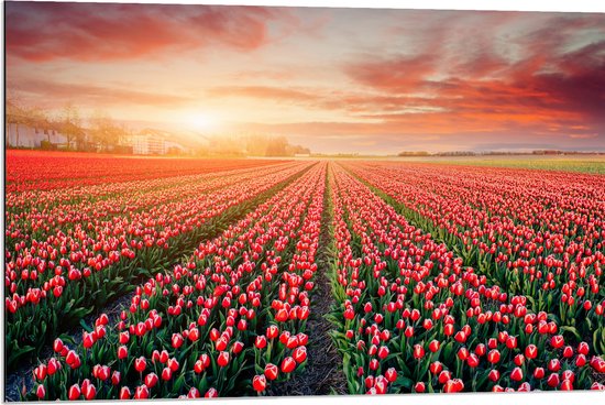 Dibond - Rijen Roodkleurige Tulpen in Bloemenveld in Nederland - 90x60 cm Foto op Aluminium (Met Ophangsysteem)