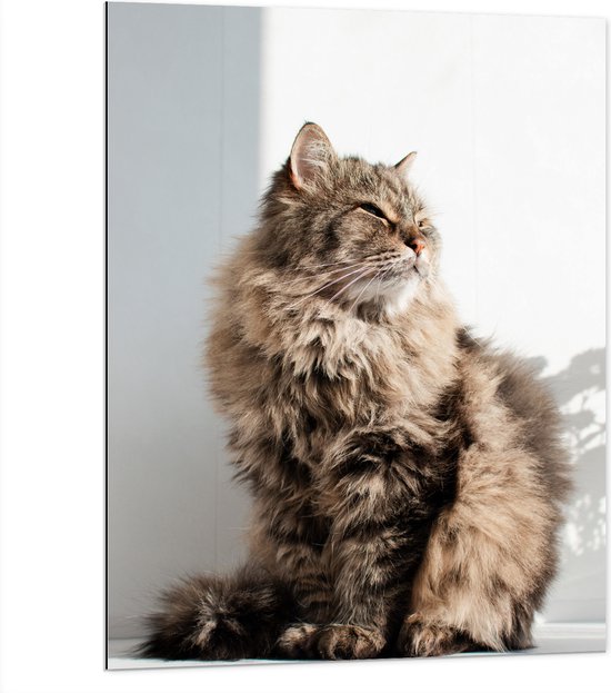 WallClassics - Dibond - Siberische Bruine kat - 75x100 cm Foto op Aluminium (Met Ophangsysteem)