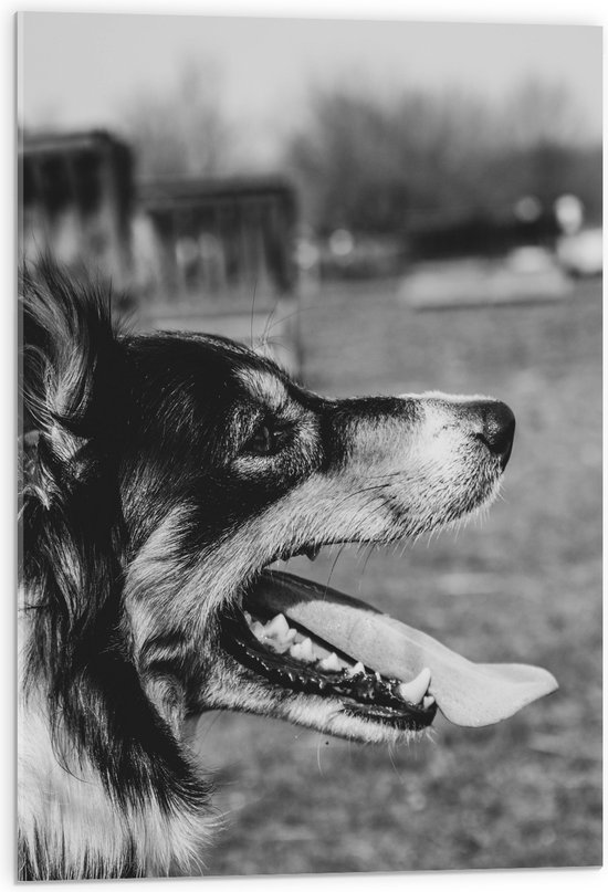 WallClassics - Acrylglas - Opzij kijkende Hond met Tong uit Mond - Zwart Wit - 50x75 cm Foto op Acrylglas (Wanddecoratie op Acrylaat)