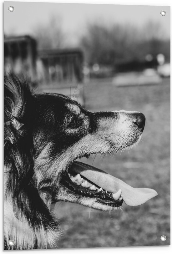 WallClassics - Tuinposter – Opzij kijkende Hond met Tong uit Mond - Zwart Wit - 60x80 cm Foto op Tuinposter (wanddecoratie voor buiten en binnen)