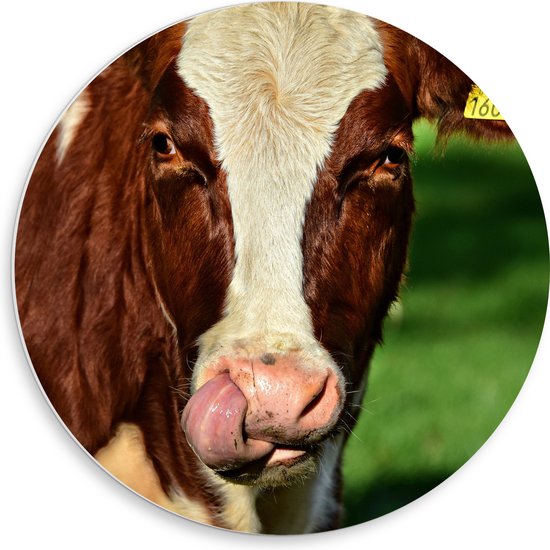 WallClassics - Panneau mural en mousse PVC - Vache léchant - Photo 50 x 50 cm sur panneau mural (avec système de suspension)