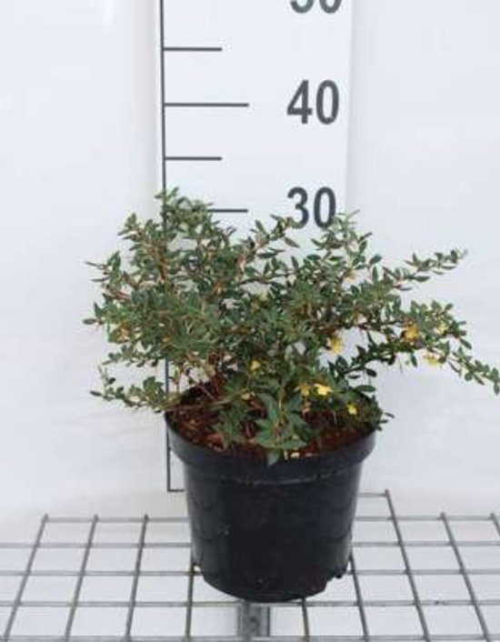 Leenders Plants BV - Berberis thunb. 'Golden Dream