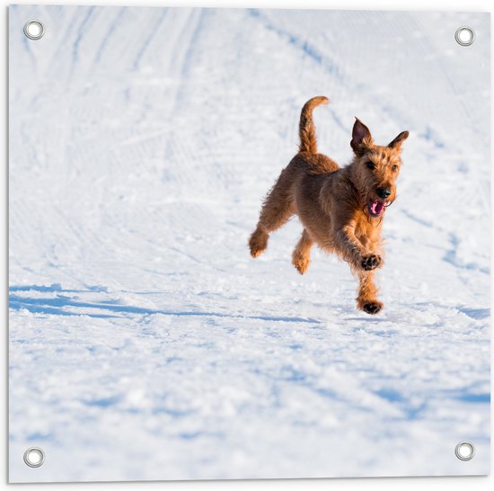 WallClassics - Tuinposter – Bruine Hond rennend in de Sneeuw - 50x50 cm Foto op Tuinposter (wanddecoratie voor buiten en binnen)