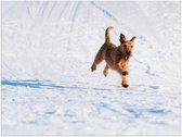 WallClassics - Poster Glanzend – Bruine Hond rennend in de Sneeuw - 80x60 cm Foto op Posterpapier met Glanzende Afwerking