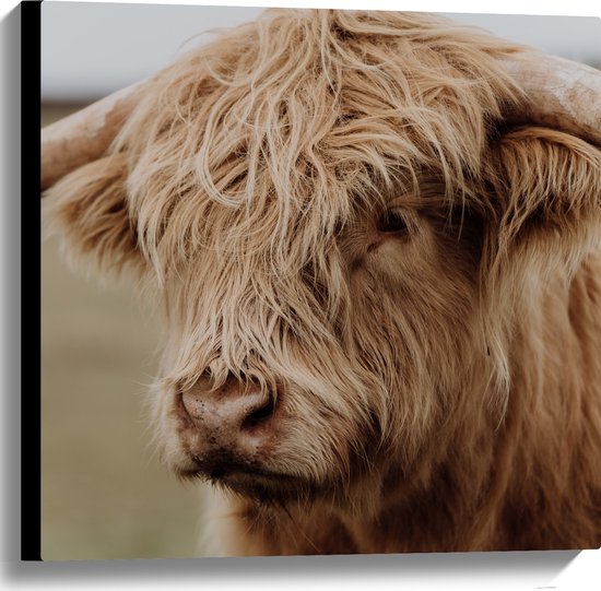 Close-up van een bruine Schotse hooglander met lange, wapperende haren en gebogen hoorns. De vacht is dik en pluizig.