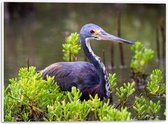 WallClassics - PVC Schuimplaat - Bruine Reiger tussen de Planten in het Water - Witbuikreiger - 40x30 cm Foto op PVC Schuimplaat (Met Ophangsysteem)