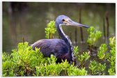 WallClassics - PVC Schuimplaat - Bruine Reiger tussen de Planten in het Water - Witbuikreiger - 60x40 cm Foto op PVC Schuimplaat (Met Ophangsysteem)