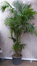 Kamerpalm Kentiapalm 300 cm kamerplant