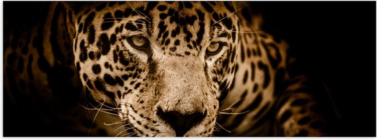 WallClassics - Poster Glossy – Jaguar Marron - 60x20 cm Photo sur Papier Poster avec Finition Brillante