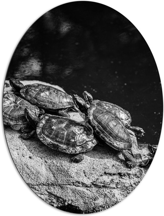 Dibond Ovaal - Groep Kleine Schildpadden op Rots in het Water (Zwart- wit) - 81x108 cm Foto op Ovaal (Met Ophangsysteem)