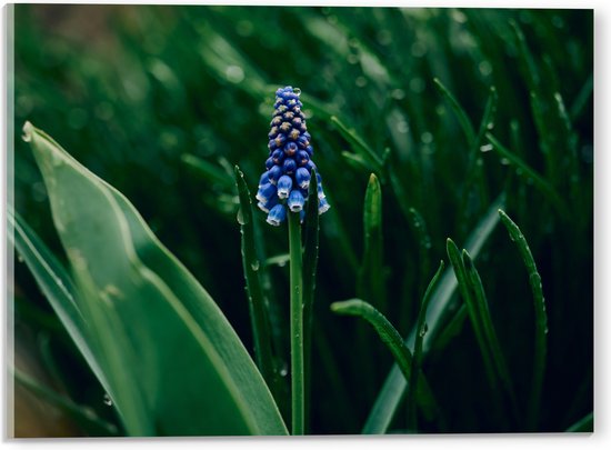 Acrylglas - Eenzame Blauwe Hyacint Bloem in Groen Veld - 40x30 cm Foto op Acrylglas (Met Ophangsysteem)