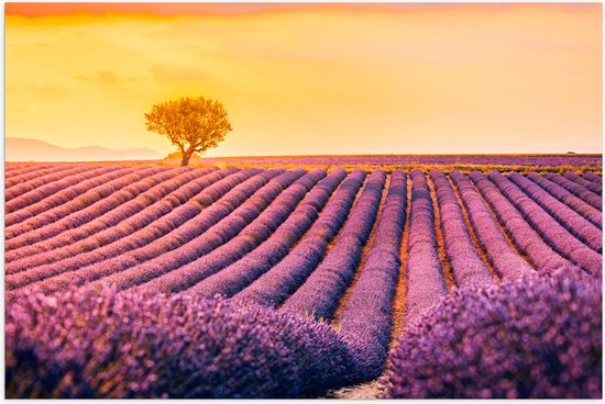 Poster Glanzend – Felle Zonsondergang over de Lavendelvelden met Eenzame Boom - 60x40 cm Foto op Posterpapier met Glanzende Afwerking