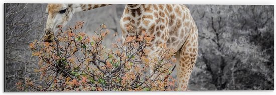 Dibond - Giraffe Etend van Boom met Laatste Bladeren - 60x20 cm Foto op Aluminium (Wanddecoratie van metaal)