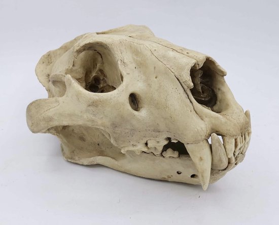 Preparatenshop replica cast schedel leeuw