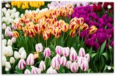 Tuinposter – Bloemenveld met Oranje, Roze en Paarse Tulpen - 60x40 cm Foto op Tuinposter (wanddecoratie voor buiten en binnen)
