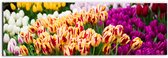 Dibond - Bloemenveld met Oranje, Roze en Paarse Tulpen - 60x20 cm Foto op Aluminium (Met Ophangsysteem)