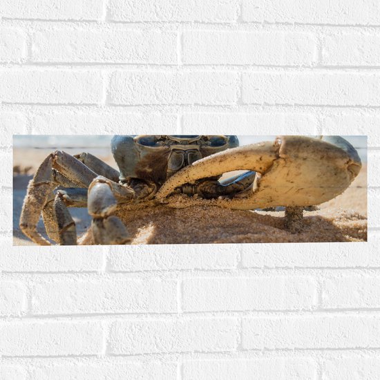 Muursticker - Bruinkleurige Krab in het Zand op het Strand - 60x20 cm Foto op Muursticker