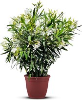 Nerium Oleander - Oleander Wit - Witte bloemen - Pot ⌀ 27cm - Hoogte 80-100cm