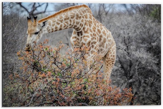 Dibond - Giraffe Etend van Boom met Laatste Bladeren - 60x40 cm Foto op Aluminium (Wanddecoratie van metaal)