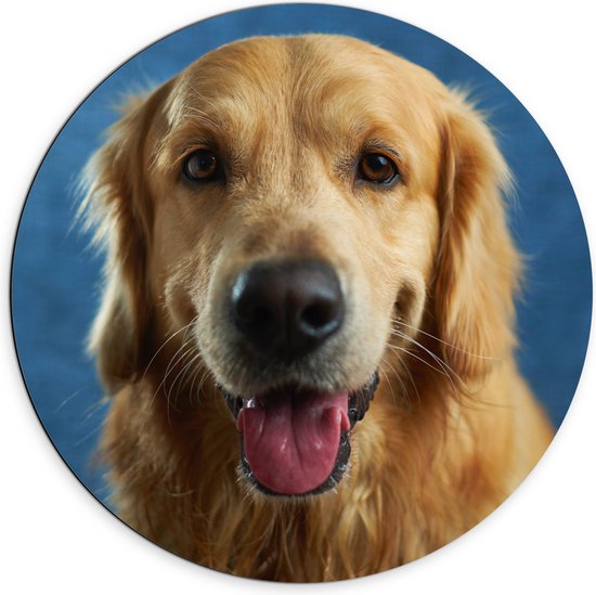 Dibond Muurcirkel - Portret van Tevreden Golden Retriever tegen Blauwe Achtergrond - 70x70 cm Foto op Aluminium Muurcirkel (met ophangsysteem)