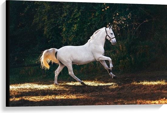 WallClassics - Canvas - Wit Rennend Paard in het Bos - 90x60 cm Foto op Canvas Schilderij (Wanddecoratie op Canvas)