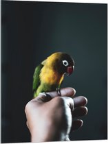 WallClassics - Acrylglas - Vogel op Hand - Zwartmaskeragapornis - 75x100 cm Foto op Acrylglas (Met Ophangsysteem)
