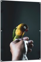 WallClassics - Tuinposter – Vogel op Hand - Zwartmaskeragapornis - 100x150 cm Foto op Tuinposter (wanddecoratie voor buiten en binnen)
