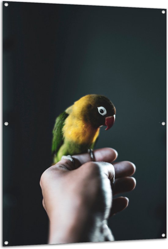 WallClassics - Tuinposter – Vogel op Hand - Zwartmaskeragapornis - 100x150 cm Foto op Tuinposter (wanddecoratie voor buiten en binnen)