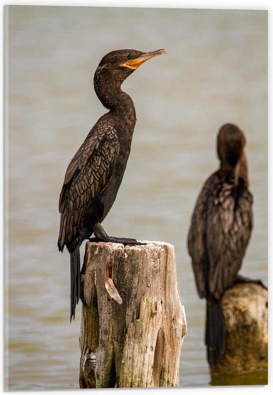 WallClassics - Verre acrylique - Vogels sur un poteau en bois dans l'eau - Cormoran - Photo 40x60 cm sur verre acrylique (avec système de suspension)