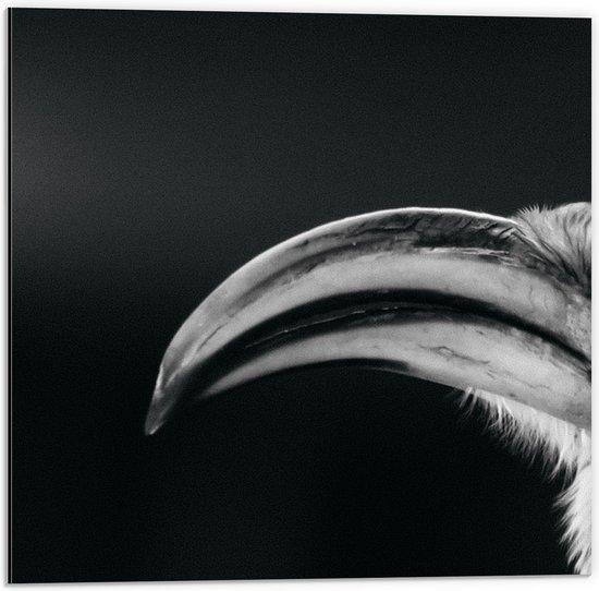 Dibond - Zijaanzicht van Neushoornvogel (Zwart- wit) - 50x50 cm Foto op Aluminium (Met Ophangsysteem)