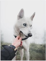 WallClassics - Poster Glanzend – Witte Husky Hond Bijtend op een Takje - 75x100 cm Foto op Posterpapier met Glanzende Afwerking
