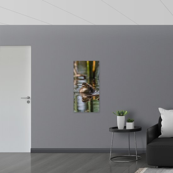 WallClassics - Poster Glossy - Caneton nageant dans l' Water - 50x100 cm Photo sur Papier Poster avec Finition Brillante