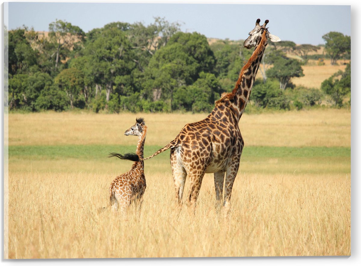 Acrylglas - Lopende Giraffe en Baby Giraffe - 40x30 cm Foto op Acrylglas (Wanddecoratie op Acrylaat)
