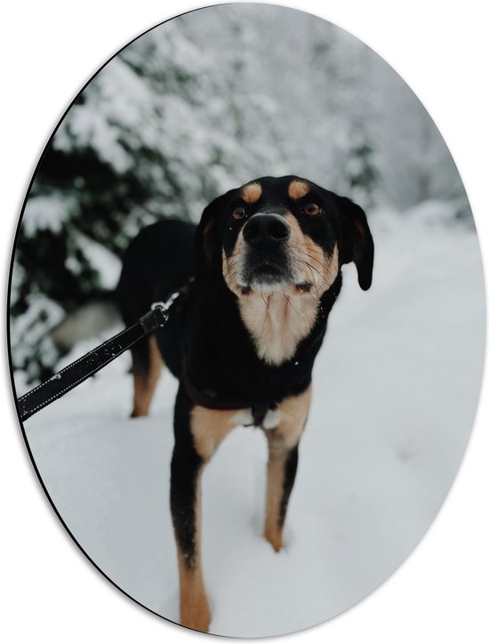 WallClassics - Dibond Ovaal - Zwart met Bruine Entlebucher Hond in de Sneeuw - 42x56 cm Foto op Ovaal (Met Ophangsysteem)